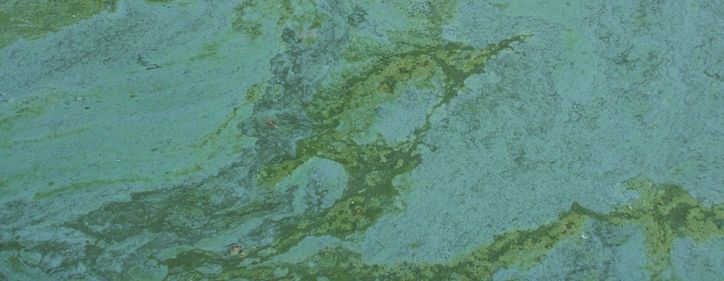 Massenvermehrung von Cyanobakterien („Blaualgenblüte”) im Seeburger See als Folge der Stickstoffüberfrachtung