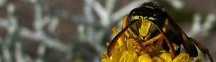 Polistes bischoffi-Männchen, Ebergötzen, 11.09.2010