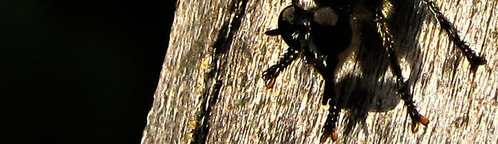 Fransen-Mordfliege Choerades fimbriata - Ebergötzen, 24.09.2011.
